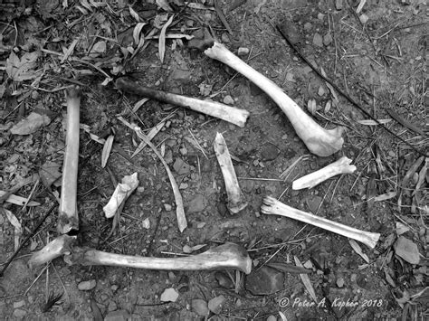 Dem Bones by peterkopher on DeviantArt