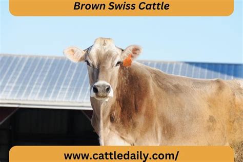 Brown Swiss Cattle: Origin, Characteristics, Uses, Advantages and ...