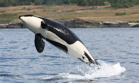 Species Spotlight: Orca | Blog Posts | WWF