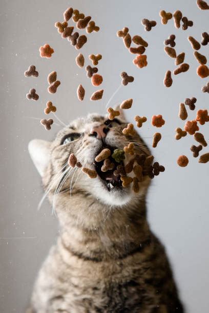 4,400+ Cat Food Funny Stock Photos, Pictures & Royalty-Free Images - iStock