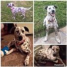 Dalmatian Puppies - Dalmatian Rescue and Adoption Near You