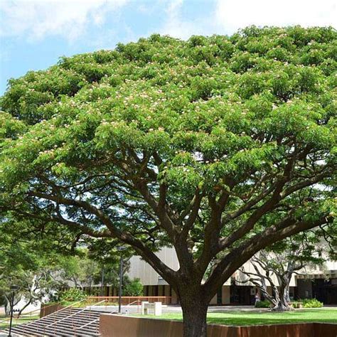 Buy Samanea Saman, Albizia saman, Rain Tree - 0.5 kg Seeds online from ...