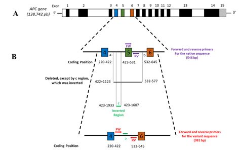 APC gene and variant analysis. (A) Native APC gene structure. The gene ...