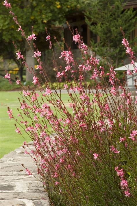 Pink Cloud Gaura | Gaura plant, Gaura, Front yard plants