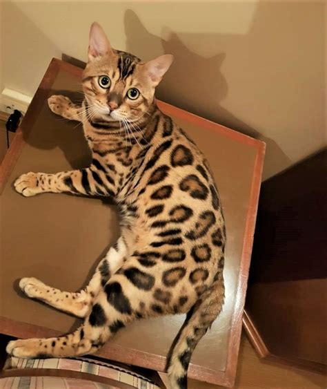 Bengal cat | Bengal kitten, Cats, Bengal cat