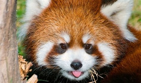 Red Panda Facts: Animals of Asia - WorldAtlas.com