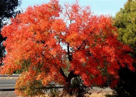 Pistachio Tree: Pictures, Images, Photos, Facts on Pistachio Trees