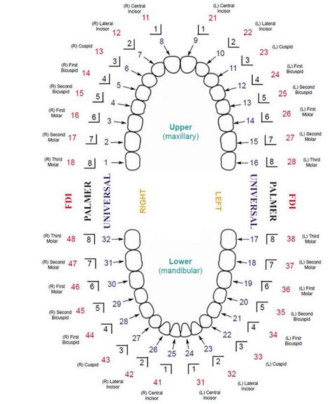 Tooth numbering systems