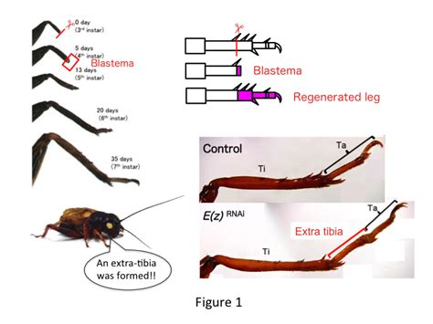 Cricket Leg Regeneration: Histone Modification Matters - the Node