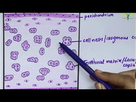 Articular Cartilage Histology