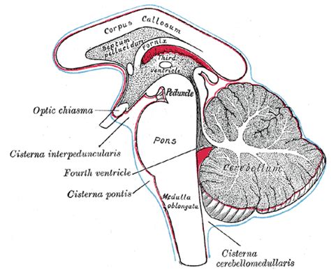 MEDICAL FACTS AND MCQ'S: Basal cistern