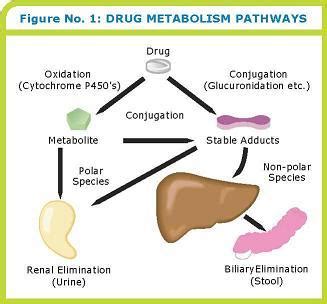 The ABCs of Pharmacokinetics