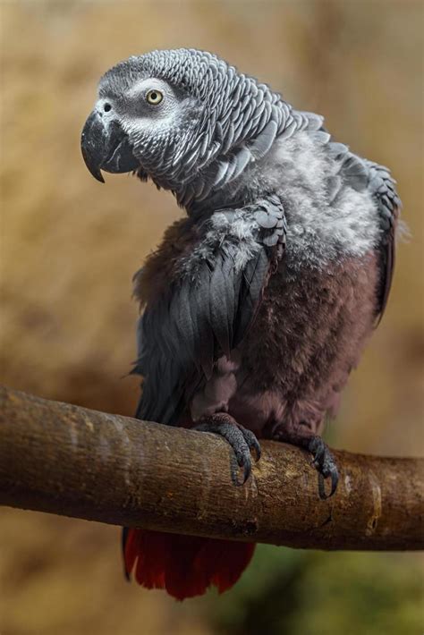 Grey parrot on branch 6063366 Stock Photo at Vecteezy