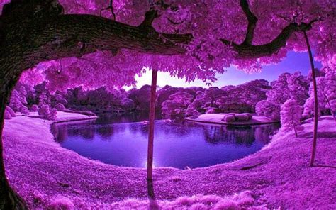 Purple Tree Wallpapers - Top Free Purple Tree Backgrounds - WallpaperAccess