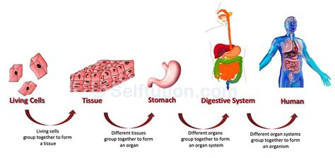 What Is The Difference Between Organ And Organ System - Captions Funny