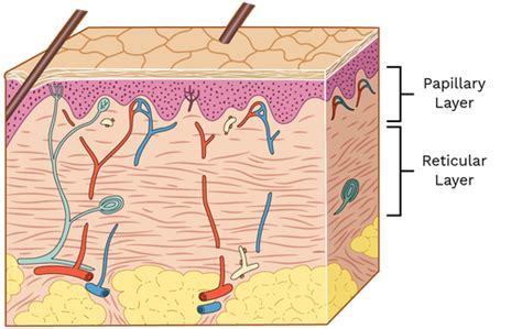 Layers of dermis - Labster