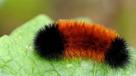 Wisconsin's first snow: Can woolly bear caterpillar predict weather?