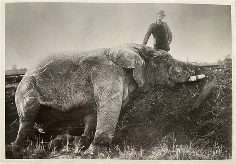 The tale and tragedy of Jumbo the elephant | CFRL