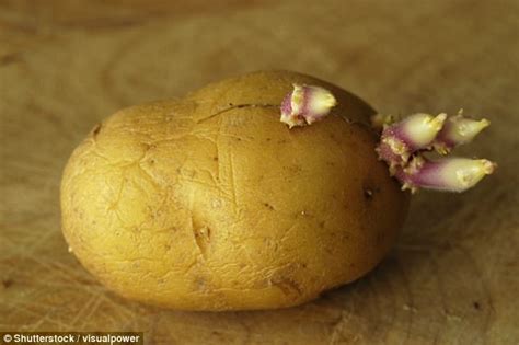 Lincoln scientists reveal sprouted potatoes are edible | Daily Mail Online