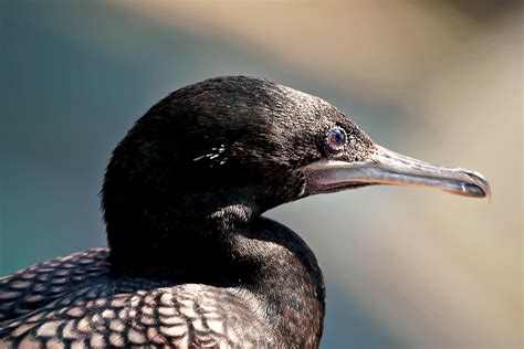 Bird Flightless Cormorant Wildlife - Free photo on Pixabay