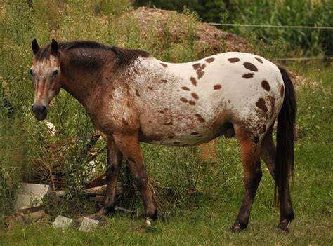 Blanket Appaloosa Stock by naturalhorses on DeviantArt