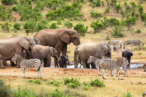 Addo Elephant National Park - Shadows Of Africa