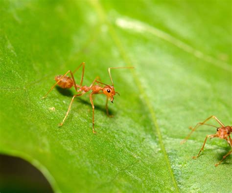 How to kill red ants: easy methods for your home and garden