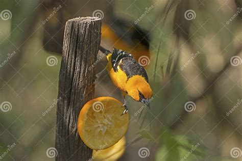 Altamira Oriole Feeding stock image. Image of texas, gularis - 80514049