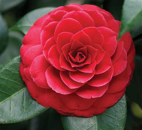 Camellia Reigns | Queen of the Winter Flowers | Roanoke Valley HOME ...