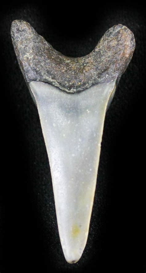 1.5" Fossil Mako (Isurus) Shark Tooth - Belgium (#24387) For Sale ...