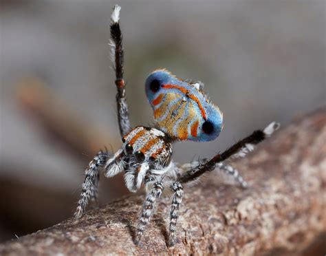 7 new peacock spiders are tiny, shiny and spectacularly colourful | CBC ...