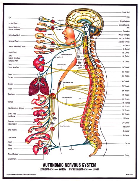 peripheral nervous system diagram for kids - ModernHeal.com