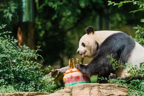 Smithsonian’s National Zoo Celebrates Giant Panda Bei Bei’s First Birthday