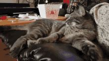 Sleepycat Kitty GIF - Sleepycat Cat Kitty - Discover & Share GIFs