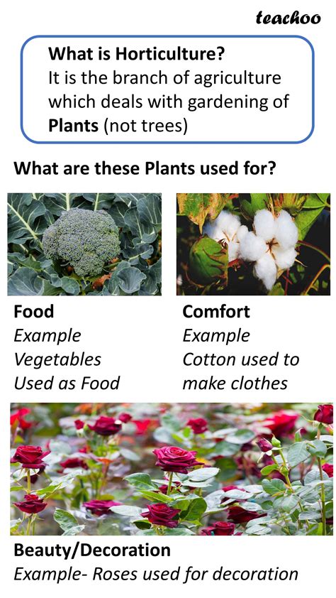 What is Horticulture? - Advantages, Problems faced - Economics Class