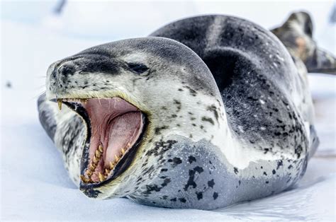 Leopard seals feed on sharks in New Zealand - Earth.com