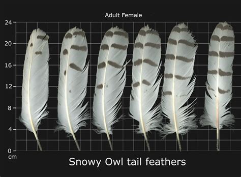 How To Identify Owl Feathers - Best Guide On Recognizing Owl Feathers ...