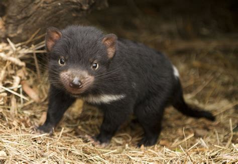 Help Save the Tasmanian Devil - GlobalGiving