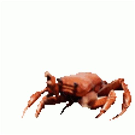 Crab Sneeth Sticker - Crab Sneeth Bobux - Discover & Share GIFs