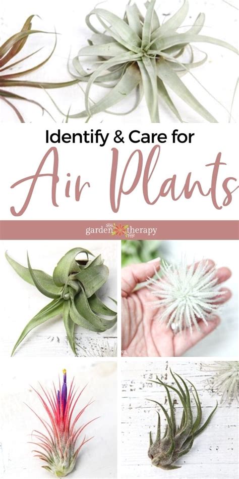 What Type of Air Plant do I have? Identify and Care for Common Varieties