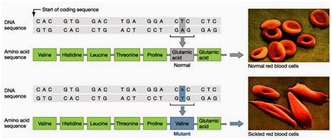 # 36 Gene mutation, sickle cell anaemia | Biology Notes for A level