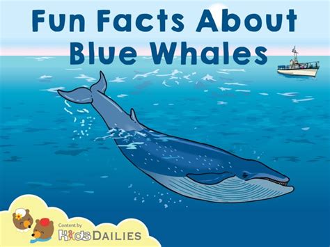 Play Fun Facts About Blue Whales by Kids Dailies - on TinyTap