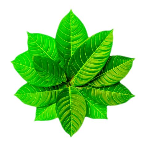 Green Mint Leaves 27156534 PNG