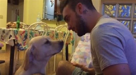 Man Yells At Guilty Dog, Bends Over In Laughter At Dog’s Apology (VIDEO ...