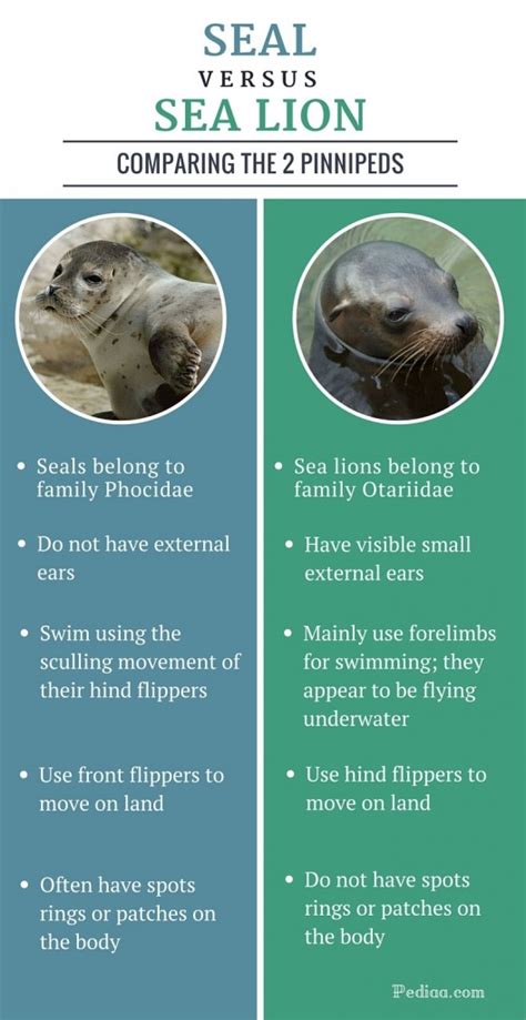 Difference Between Seal and Sea Lion | Facts, Characteristics, Behaviour