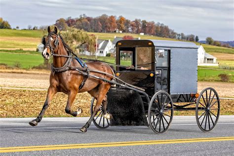 Amish, Horse and Buggy, Horse Photograph, Trotting Horse, Pennsylvania ...