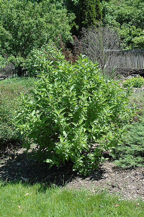 Arctic Fire Red-Twig Dogwood (Cornus sericea 'Farrow') in Milwaukee ...