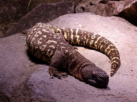 Mexican Beaded Lizard Facts and Pictures | Reptile Fact