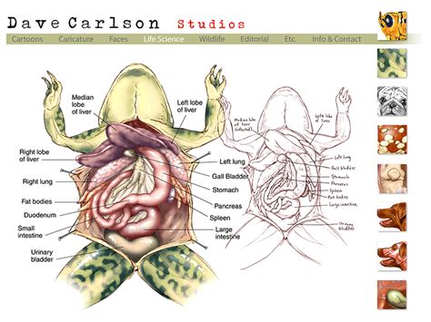 Anatomy Of A Frog - Anatomy Reading Source