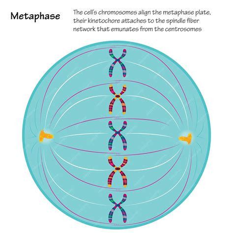 Metaphase Of Mitosis